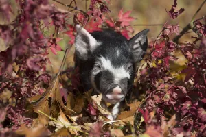 Purebred Berkshire piglet in oak leaves, Smithfield, Rhode Island, USA
