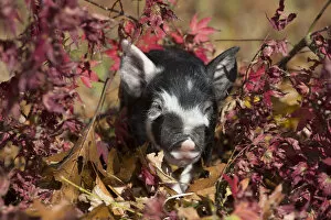 Livestock Collection: Purebred Berkshire piglet in oak leaves, Smithfield, Rhode Island, USA