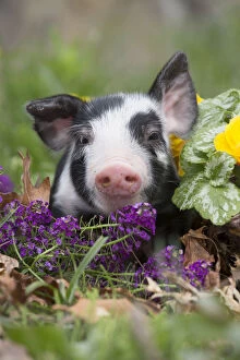 Pigs Gallery: Purebred Berkshire piglet in spring grass, dandelions and garden flowers, Smithfield