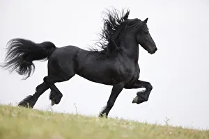 2009 Highlights Collection: Purebred black Friesian stallion doing passage, Ojai, California, USA