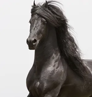 Purebred black Friesian stallion trotting, Ojai, California, USA
