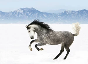 Images Dated 29th November 2008: Purebred grey Andalusian mare running in the snow, Longmont, Colorado, USA
