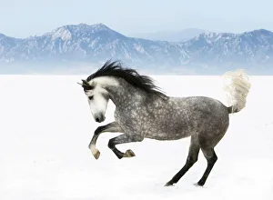 Horses & Ponies Collection: Purebred grey Andalusian mare running in the snow, Longmont, Colorado, USA