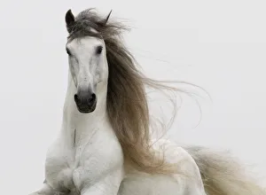 Purebred grey Andalusian stallion running, Ojai, California, USA