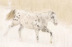 Horses & Ponies Gallery: Purebred leopard appaloosa horse running in snow, Flitner Ranch, Shell, Wyoming, USA