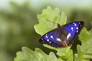 Images Dated 1st July 2011: Purple Emperor Butterfly (Apatura iris) male on English Oak (Quercus robur) leaf