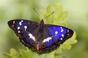 Purple emperor butterfly (Apatura iris) male on English Oak (Quercus robur) leaf