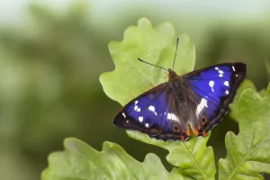 Purple Emperor Butterfly (Apatura iris) male on English Oak (Quercus robur) leaf