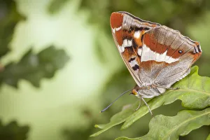 Butterflies Prints: Purple Emperor Butterfly (Apatura iris) male on English Oak (Quercus robur) leaf with wings closed