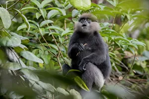 Images Dated 27th March 2016: Purple-faced langur (Trachypithecus vetulus) holding stick and looking up, Sinharaja