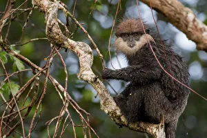 Forests in Our World Gallery: Purple-faced langur (Trachypithecus vetulus) with wet fur, feeding, Sinharaja, Southern Province