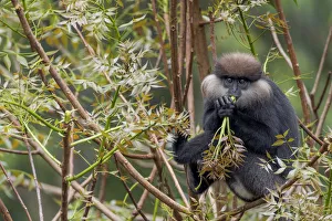 Sri Lanka Prints: Purple-faced langur (Trachypithecus vetulus) eating on a branch
