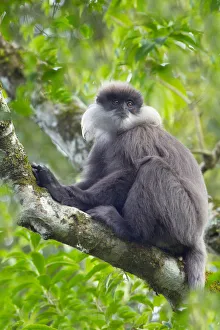 Sri Lanka Prints: Purple-faced leaf monkey (Semnopithecus vetulus) Sri Lanka
