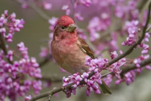 Purple finch (Carpodacus purpureus) male perched amongst Eastern redbud blossom in spring