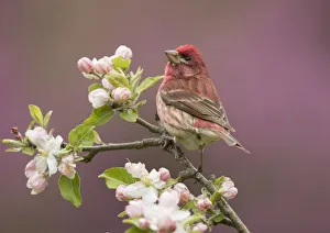 Catalogue14 Prints: Purple Finch (Carpodacus purpureus) perched amid apple blossom, New York, USA