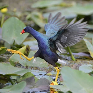 Purple gallinule (Porphyrio martinicus) moving across waterlily covered surface