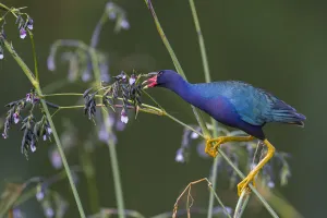 American Purple Gallinule Gallery: Purple gallinule (Porphyrio martinicus) reaches for giant bulrush (Schoenoplectis