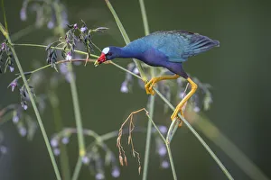 American Purple Gallinule Gallery: Purple gallinule (Porphyrio martinicus) reaches for Giant bulrush seeds