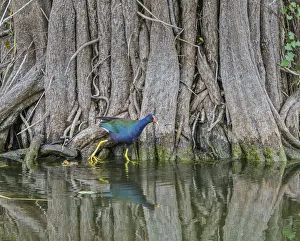 Purple gallinule (Porphyrula martinica) in mangrove swamp. Everglades National Park, Florida, USA