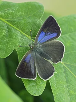 Lycaenid Prints: Purple hairstreak butterfly (Neozephyrus quercus) female with wings open, Hertfordshire