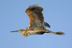 Images Dated 8th May 2009: Purple heron (Ardea purpurea) in flight, Danube Delta, Romania, May 2009