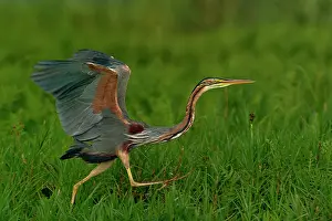 Typical Heron Prints: Purple heron (Ardea purpurea) running, Uganda