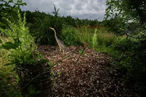 Typical Heron Prints: Purple heron (Ardea purpurea) using a wildlife crossing above the A72 highway