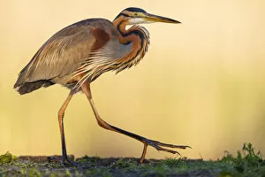 Images Dated 12th April 2022: Purple heron (Ardea purpurea) walking along waters edge in early morning light