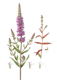 Purple-loosestrife (Lythrum salicaria) watercolour illustration Purple-loosestrife (Lythrum salicaria) watercolour illustration