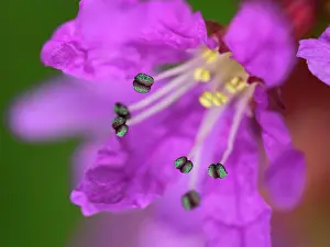 Myrtales Prints: Purple loosestrife (Lythrum salicaria) flower, close up, Bavaria, Germany. July