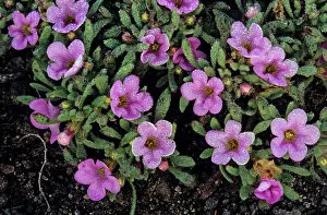 Boraginaceae Prints: Purple mat (Nama demissa) in flower with early morning dew on volcanic ash field