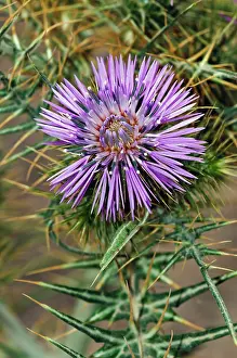 Asterales Prints: Purple milk thistle (Galactites tomentosa) in flower