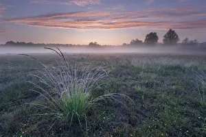 Brasschaat Prints: Purple Moor-grass (Molinia caerulea) tussock in grassland, on misty morning