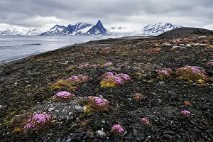 Saxifragales Prints: Purple mountain saxifrage (Saxifraga oppositifolia) in bloom in Treskelen old morraine