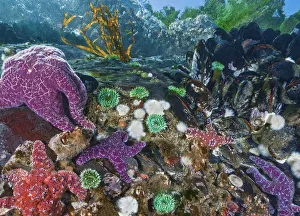 Sea Star Prints: Purple and Ochre sea stars (Pisaster ochraceus) preying on Pacific blue mussels