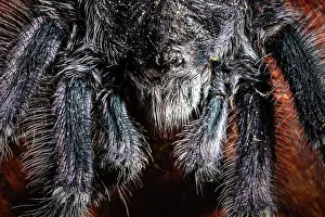 Hairy Prints: Purple pinktoe tarantula (Avicularia purpurea) head portrait