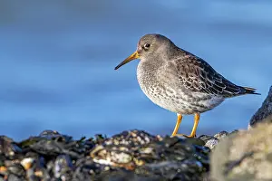 Sandpiper Prints: Purple sandpiper (Calidris maritima) non-breeding plumage
