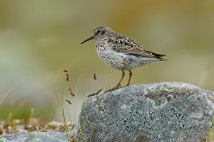 Speckled Prints: Purple sandpiper (Calidris maritima) perched on a rock, Varanger, Norway. July