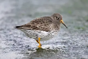 Southern Netherlands Prints: Purple sandpiper (Calidris maritima) portrait, Zeeland, The Netherlands. February