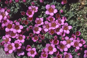 Snowdonia Gallery: Purple saxifrage (Saxifraga oppositifolia) Cwm Idwal, Snowdonia, Wales, UK