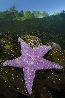 Purple sea star (Pisaster ochraceus) in shallow water beneath forest
