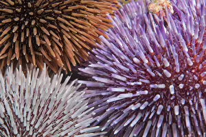 Images Dated 16th August 2019: Purple sea urchin (Sphaerechinus granularis), three of different colours. Tenerife, Canary Islands