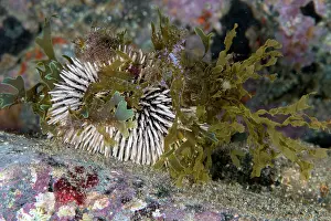 Seaweed Prints: Purple sea urchin (Sphaerechinus granularis) camouflaging itself with algae and seaweed