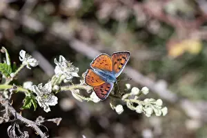 Papilionoidea Prints: Purple-shot copper (Lycaena alciphron) on Blackberry (Rubus fruticosus) flowers
