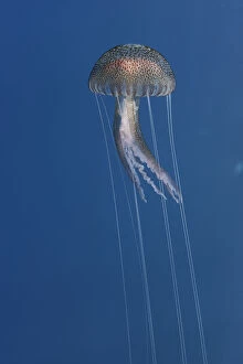 Images Dated 24th May 2009: Purple stinger / Common jellyfish (Pelagia noctiluca) Malta, Mediteranean, May 2009