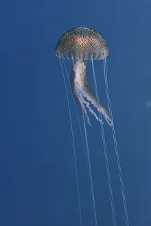 Cnidarians Prints: Purple stinger / Common jellyfish (Pelagia noctiluca) Malta, Mediteranean, May 2009