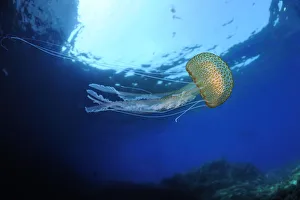 Cnidarians Prints: Purple stinger / Common jellyfish (Pelagia noctiluca) Malta, Mediteranean, May 2009