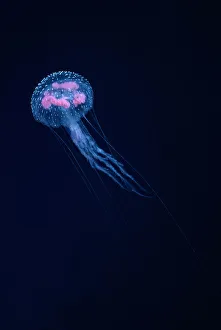Images Dated 12th May 2009: Purple stinger (Pelagia noctiluca), Hawaii
