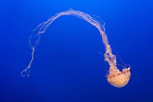 Images Dated 9th January 2014: Purple-striped jellyfish (Chrysaora colorata) captive, USA, January