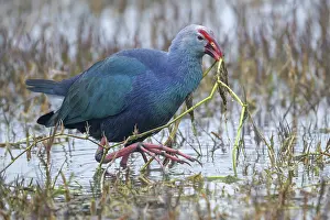 Swamphen Prints: Purple swamphen (Porphyrio porphyrio) feeding on aquatic plants